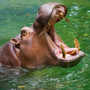 Meet your Posher, Nathan